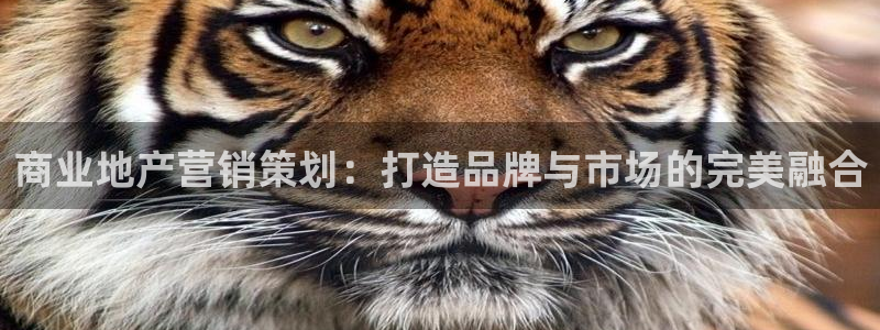 必赢国际437怎么样